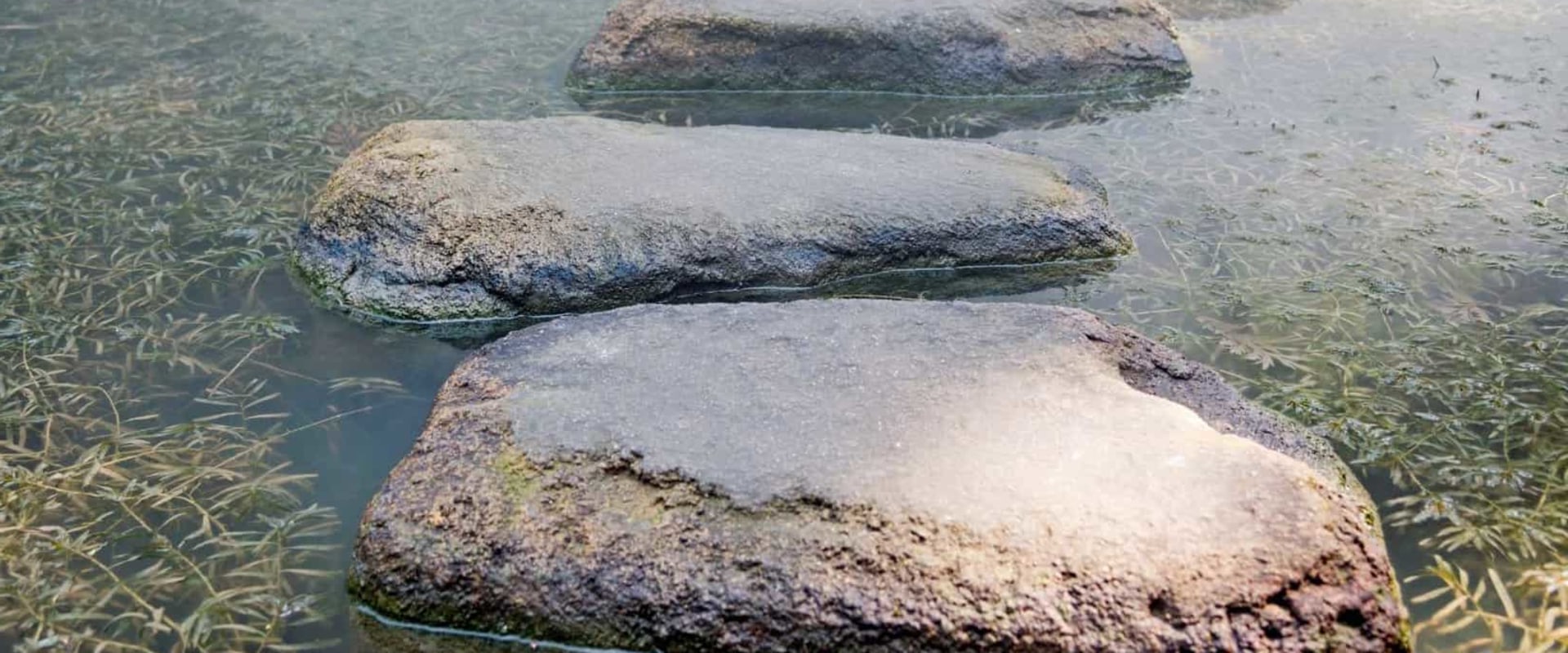 Understanding the Purpose of 12 Step Recovery Programs